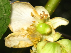 Actinidia polygama