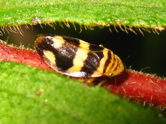 Mesoptyelus nigrifrons