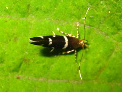 Ressia quercidentella