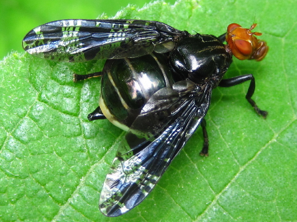 Prosthiochaeta bifasciata