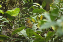 Chlorospingus flavigularis