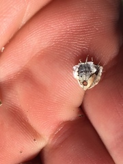 Verbesina alternifolia