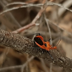 Gminatus wallengreni