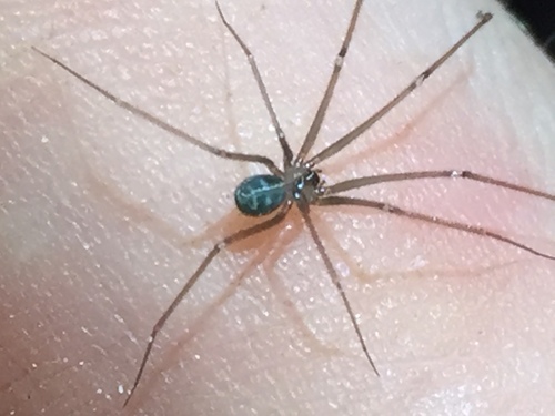 Wine Cellar Spider