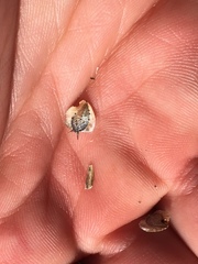 Verbesina alternifolia