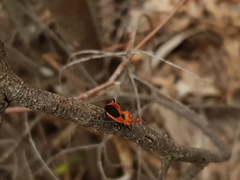 Gminatus wallengreni