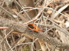 Gminatus wallengreni