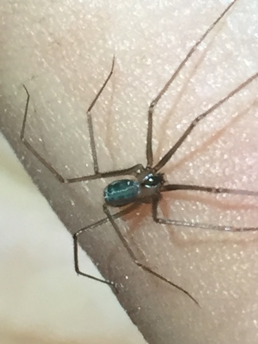 Wine Cellar Spider