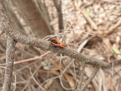 Gminatus wallengreni