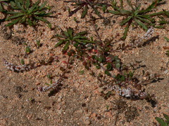 Sesamoides spathulifolia