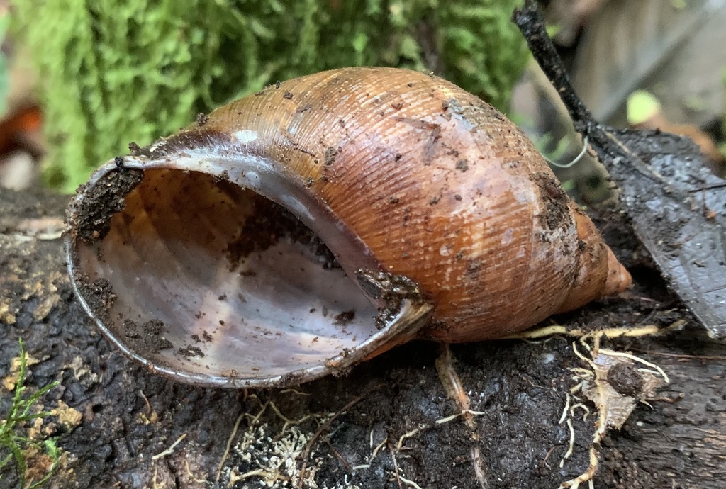 Hemibulimus dennisoni
