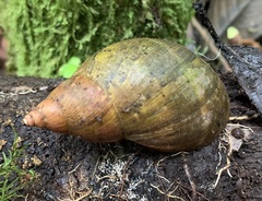 Hemibulimus dennisoni