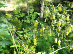 Thalictrum peninsulare