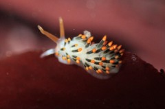 Diaphoreolis lagunae