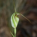 Pterostylis fischii - Photo (c) Michael Keogh, some rights reserved (CC BY-NC-SA), uploaded by Michael Keogh