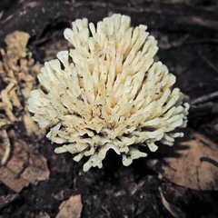 Lentaria byssiseda