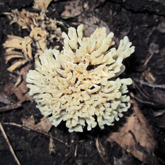 Lentaria byssiseda