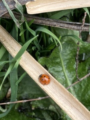 Coccinella septempunctata