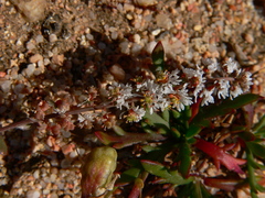 Sesamoides spathulifolia