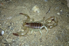 Hadrurus concolorous