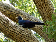 Eudynamys orientalis cyanocephalus