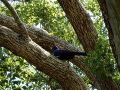 Eudynamys orientalis cyanocephalus