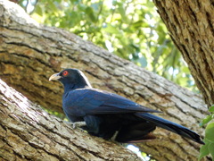 Eudynamys orientalis cyanocephalus