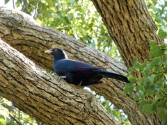 Eudynamys orientalis cyanocephalus