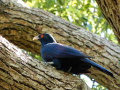 Eudynamys orientalis cyanocephalus