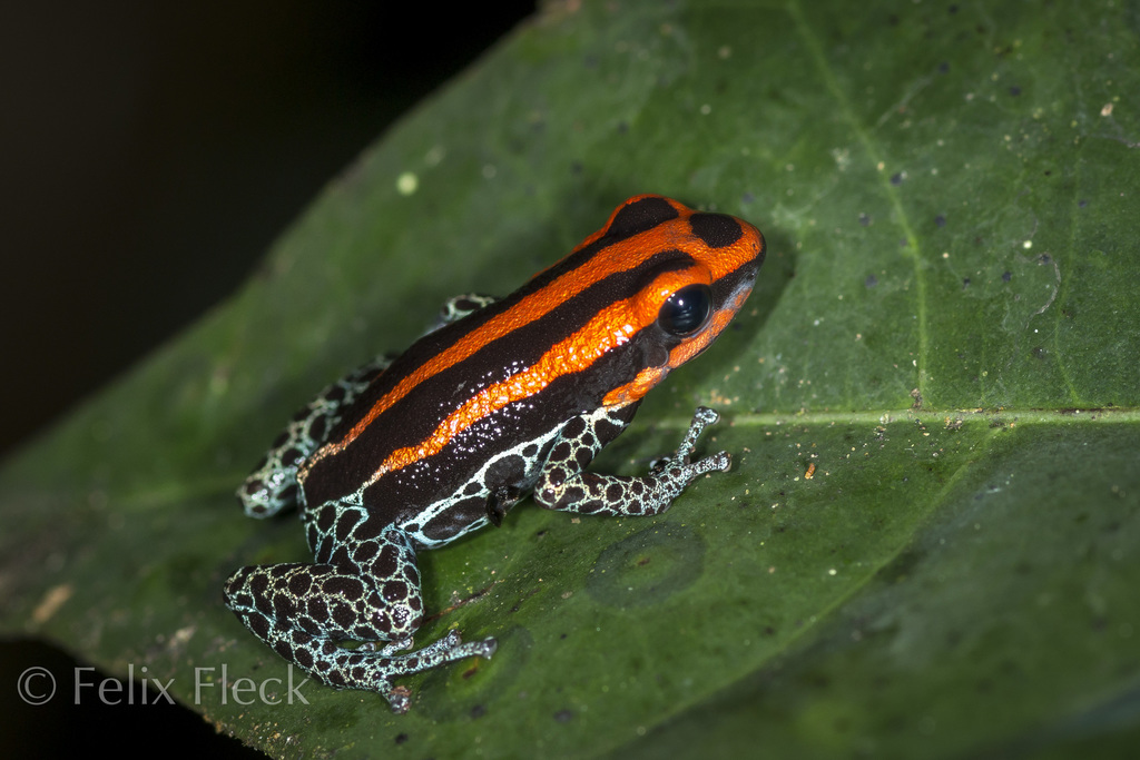 Amazonian Poison Frog