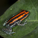 Poison Frogs - Photo (c) Felix Fleck, some rights reserved (CC BY-NC), uploaded by Felix Fleck