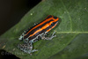 Reticulated Poison Frog - Photo (c) Felix Fleck, some rights reserved (CC BY-NC), uploaded by Felix Fleck