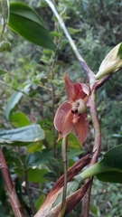 Maxillaria schlimii