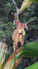 Maxillaria schlimii