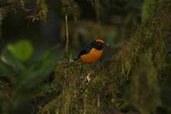 Euphonia saturata