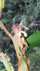 Maxillaria schlimii
