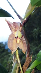 Maxillaria schlimii