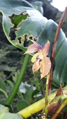 Maxillaria schlimii