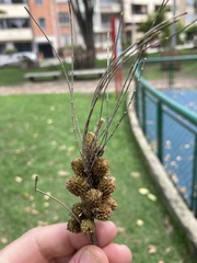 Casuarinaceae