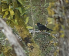 Turdus infuscatus
