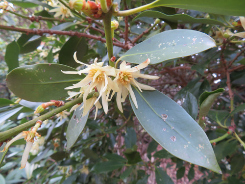Image of Illicium anisatum by (c) Marco Mussita, some rights reserved (CC BY)