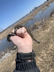 Thamnophis sirtalis