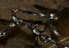 Thermonectus basillaris