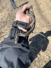 Thamnophis sirtalis