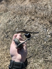 Thamnophis sirtalis