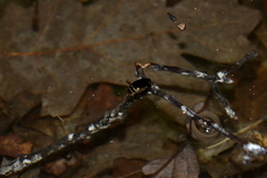 Thermonectus basillaris