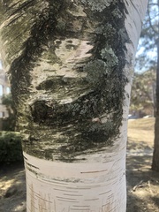 Betula papyrifera