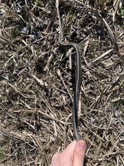 Thamnophis sirtalis