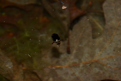 Thermonectus basillaris