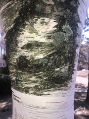 Betula papyrifera